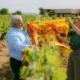 Campaña Campo Viejo x Romualda como homenaje a los vendimiadores