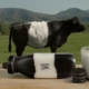 Oreo estrena la campaña Las vacas oreo