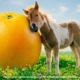 Campaña Larios Pomelo x PS21